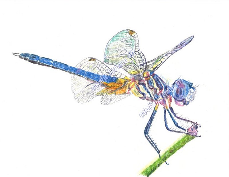 dragonfly on reed in colored pencil