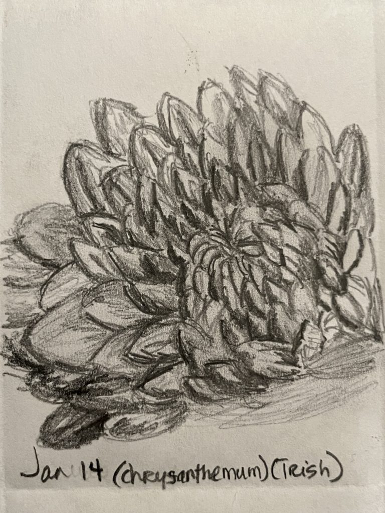 graphite pencil drawing of a chrysanthemum close up 
Words Jan 14 (chrysanthemum) (Trish)