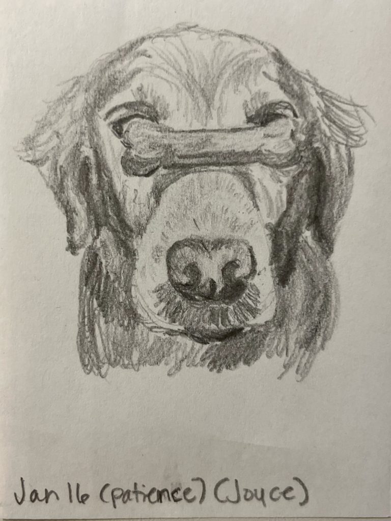 graphite pencil drawing of a golden retriever balancing a dog biscuit on its snout
Words Jan 16 (patience) (Joyce)