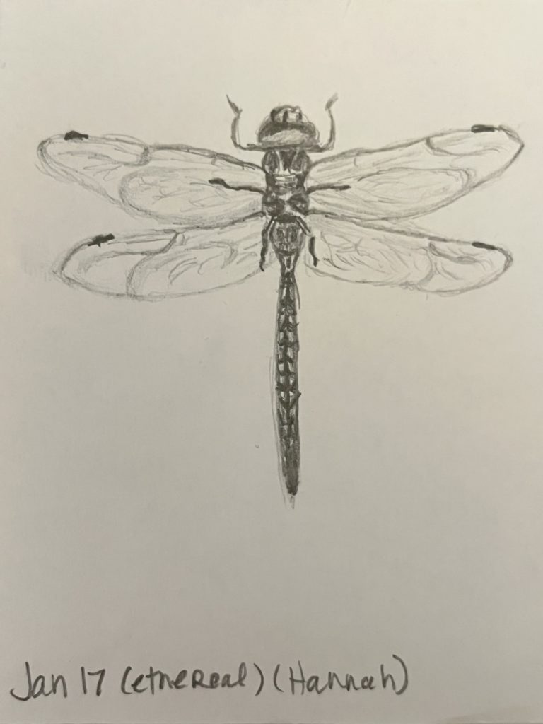 graphite pencil drawing of a dragonfly  with wings spread
Words Jan 17 (ethereal) (Hannah)