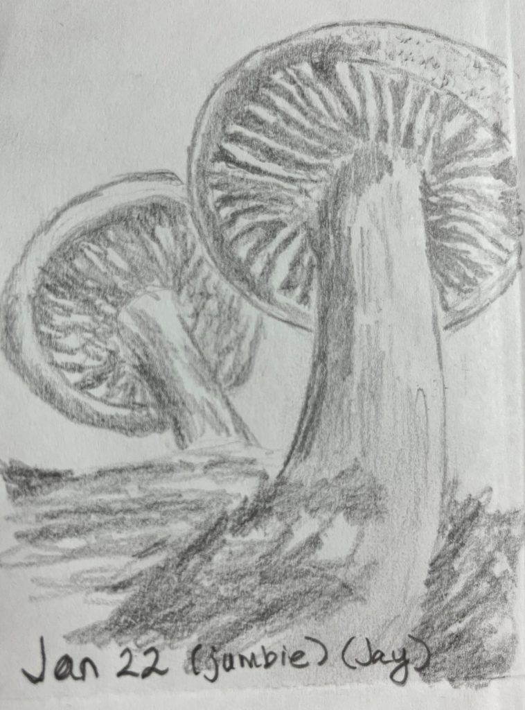 graphite pencil drawing of two mushrooms seen from the underside 
Words Jan 22 (jumbie) (Jay)